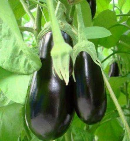 When to sow eggplant seedlings in Siberia