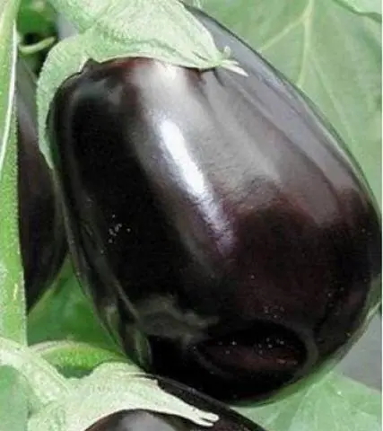 When to sow eggplant seedlings in Siberia