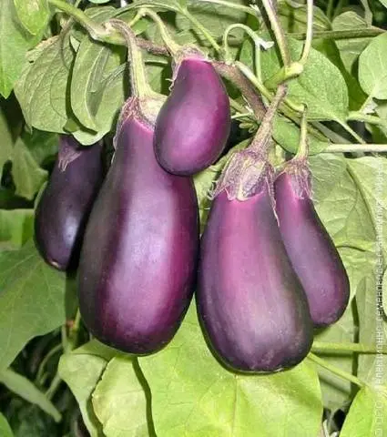 When to sow eggplant seedlings in Siberia