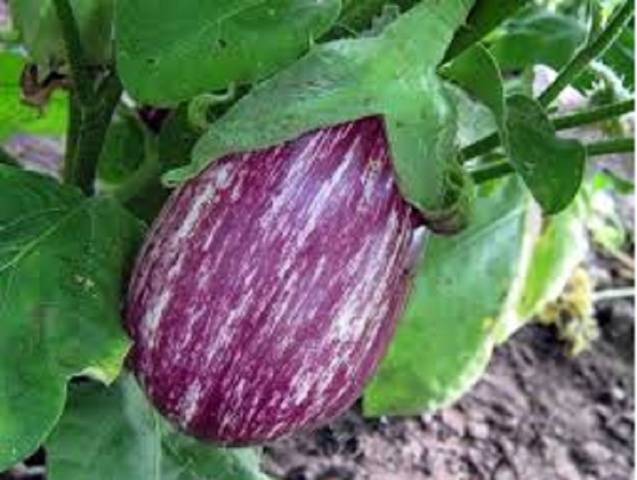 When to sow eggplant seedlings in Siberia