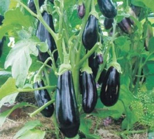 When to sow eggplant seedlings in Siberia