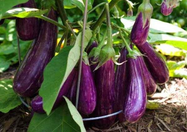 When to sow eggplant seedlings in Siberia