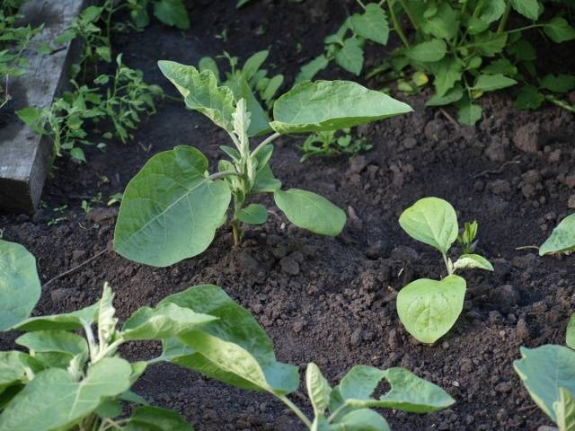 When to sow eggplant seedlings in Siberia