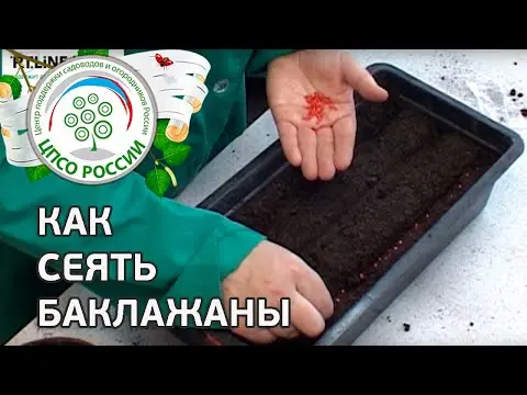 When to sow eggplant seedlings in Siberia