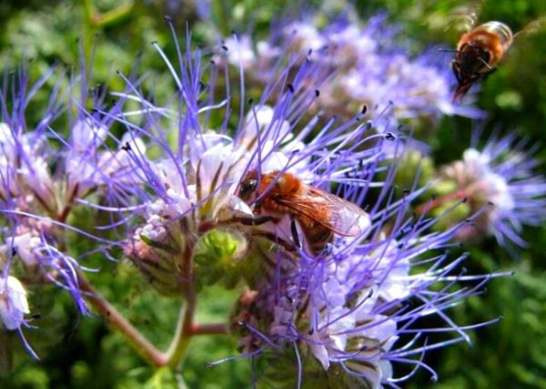 When to sow green manure phacelia in open ground: useful tips and details