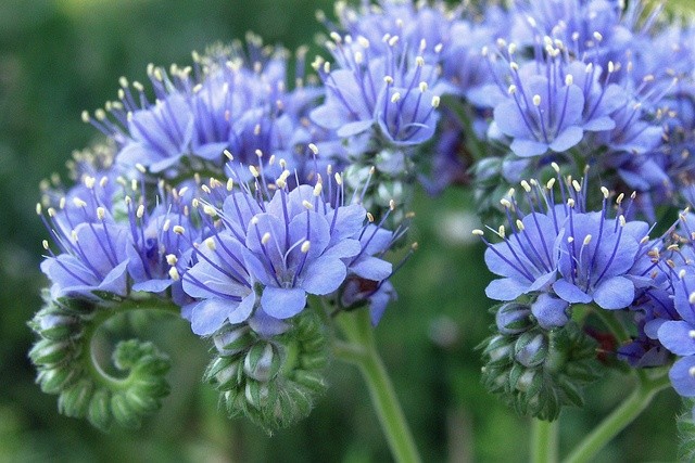 When to sow green manure phacelia in open ground: useful tips and details