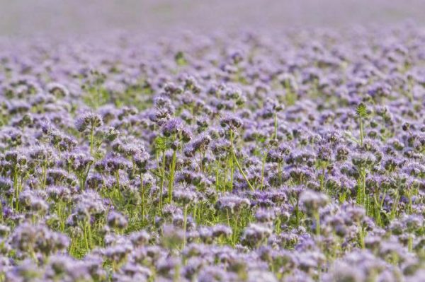 When to sow green manure phacelia in open ground: useful tips and details