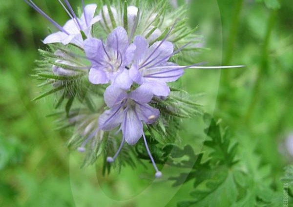 When to sow green manure phacelia in open ground: useful tips and details