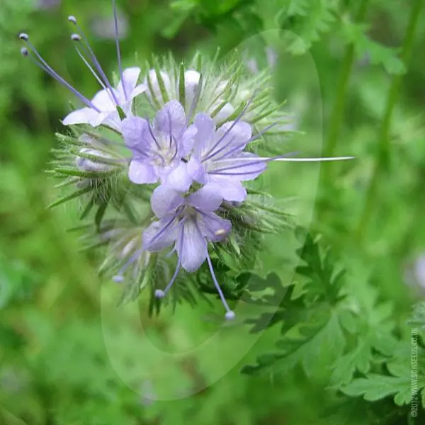 When to sow green manure phacelia in open ground: useful tips and details