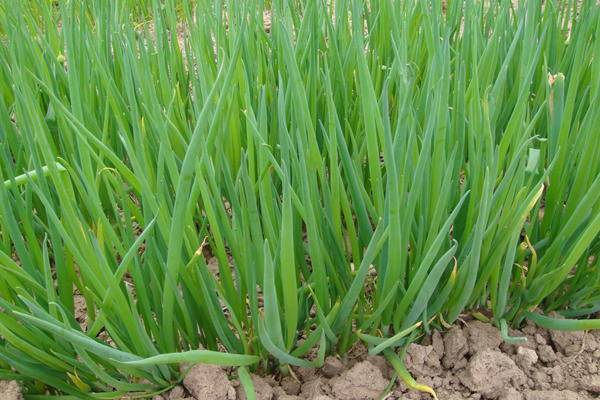 When to sow onions before winter