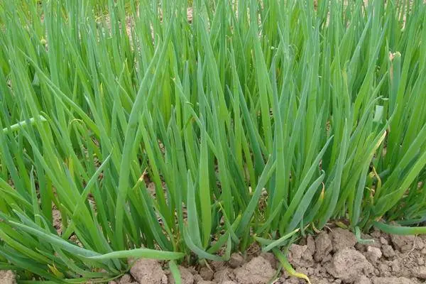 When to sow onions before winter
