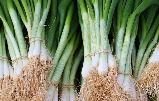 When to sow onions before winter