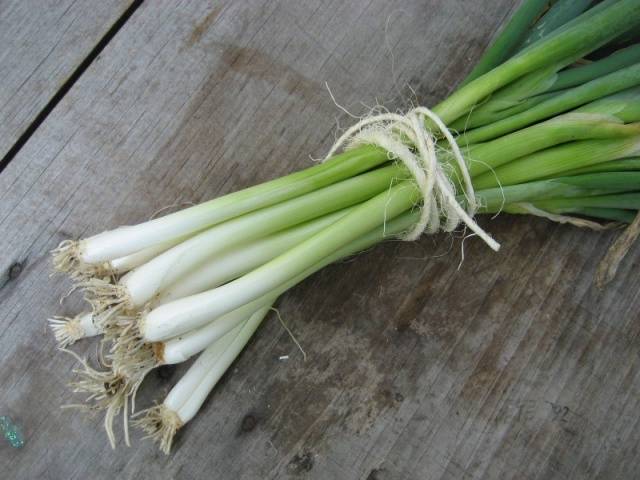 When to sow onions before winter