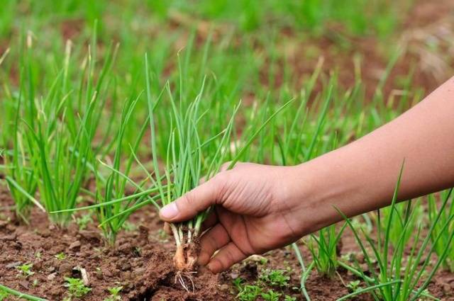 When to sow onions before winter