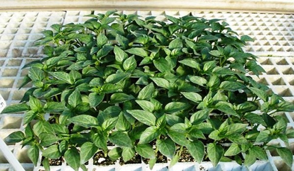 When to sow pepper for seedlings: terms, rules, recommendations