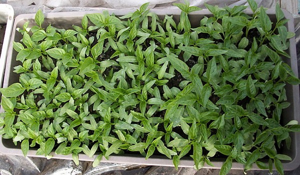 When to sow pepper for seedlings: terms, rules, recommendations