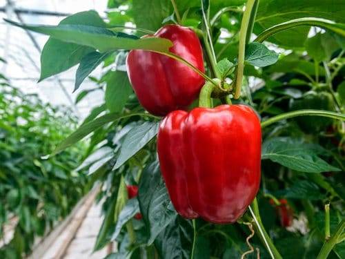 When to sow pepper seedlings for a greenhouse