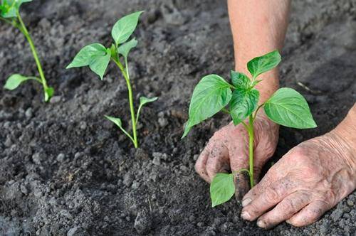 When to sow pepper seedlings for a greenhouse