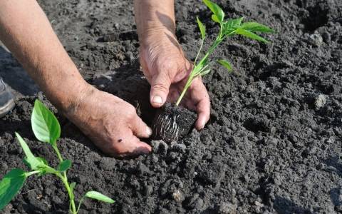 When to sow pepper seedlings for a greenhouse