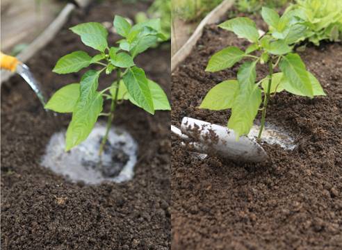 When to sow pepper seedlings for a greenhouse