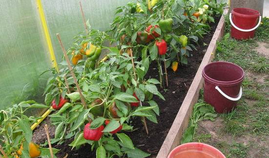 When to sow pepper seedlings for a greenhouse