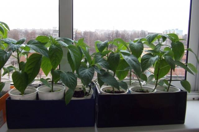 When to sow pepper seedlings for a greenhouse