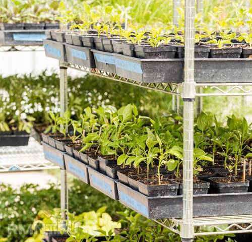 When to sow pepper seedlings for a greenhouse