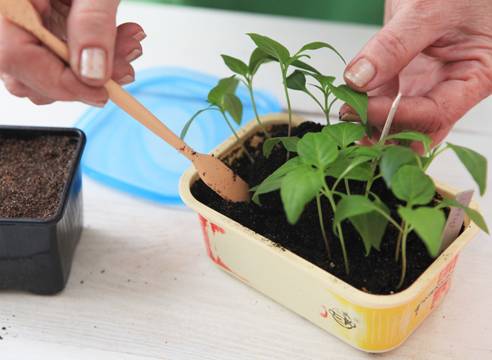 When to sow pepper seedlings for a greenhouse