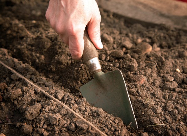 When to sow radish in open ground: expert advice