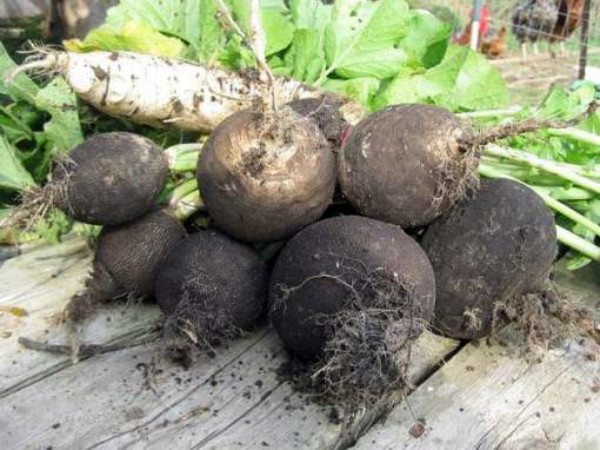 When to sow radish in open ground: expert advice