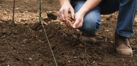 When to sow radish in open ground: expert advice