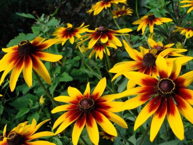 When to sow rudbeckia, photo of flowers