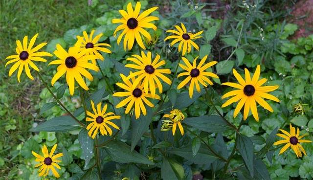 When to sow rudbeckia, photo of flowers