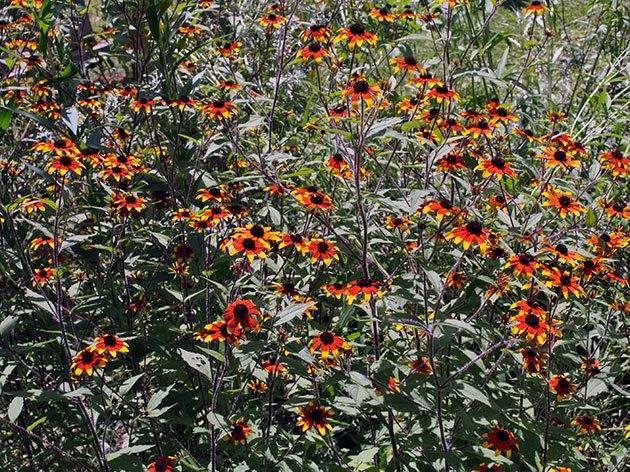 When to sow rudbeckia, photo of flowers