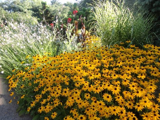 When to sow rudbeckia, photo of flowers