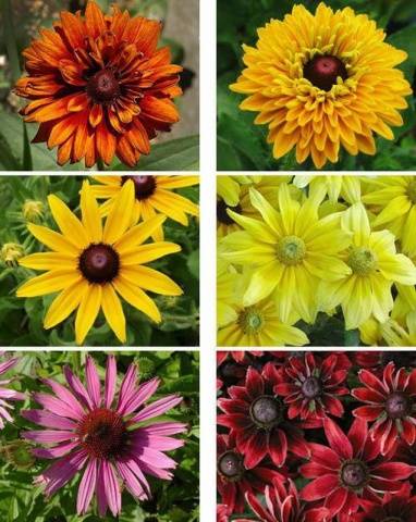 When to sow rudbeckia, photo of flowers