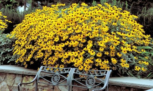 When to sow rudbeckia, photo of flowers