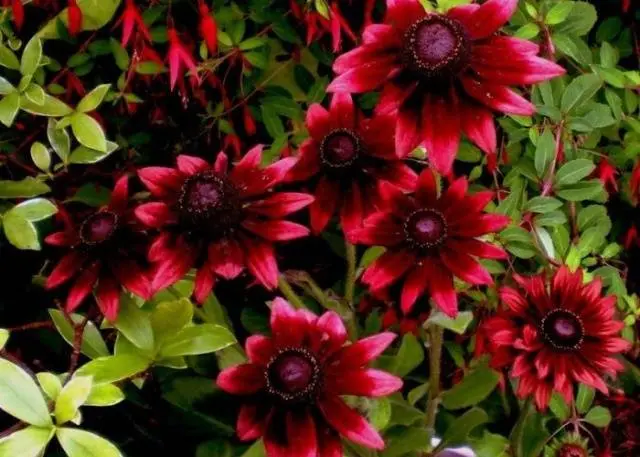 When to sow rudbeckia, photo of flowers