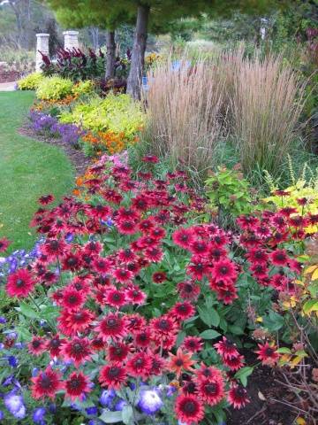 When to sow rudbeckia, photo of flowers