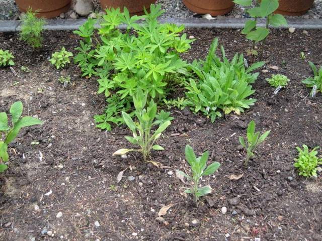 When to sow rudbeckia, photo of flowers