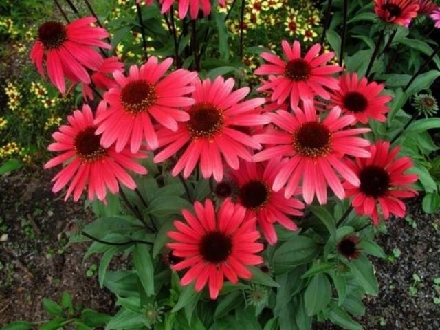 When to sow rudbeckia, photo of flowers