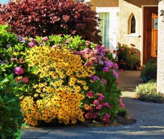 When to sow rudbeckia, photo of flowers