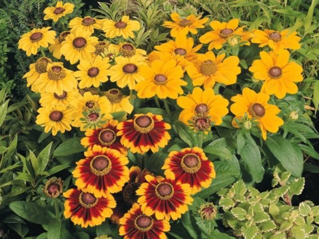 When to sow rudbeckia, photo of flowers