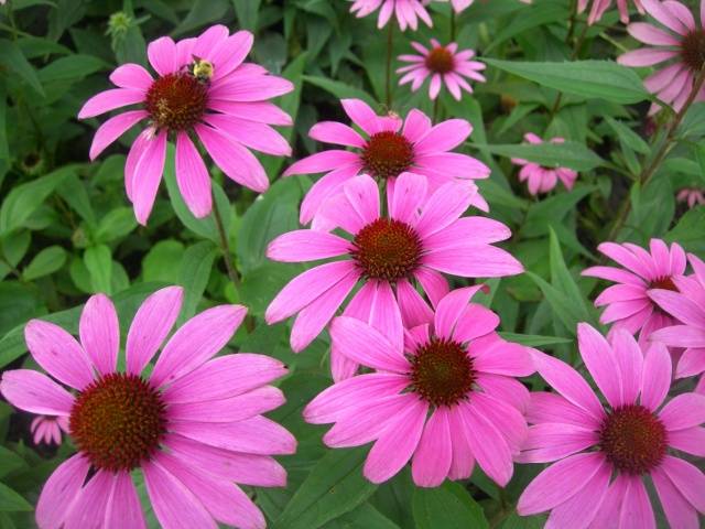 When to sow rudbeckia, photo of flowers