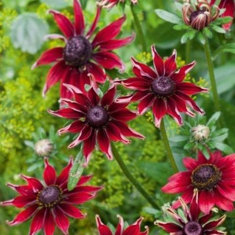 When to sow rudbeckia, photo of flowers