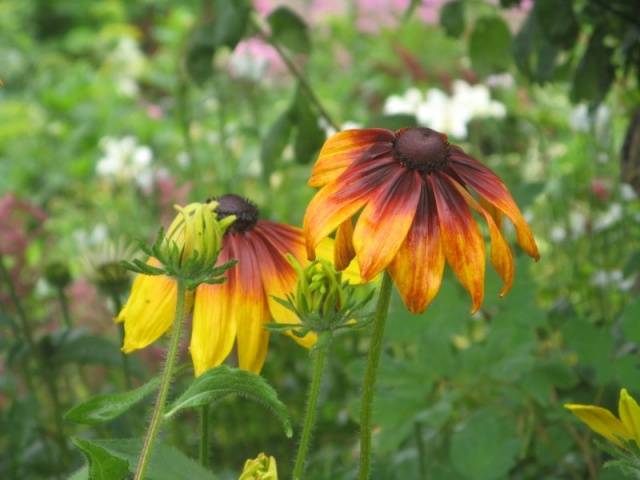 When to sow rudbeckia, photo of flowers