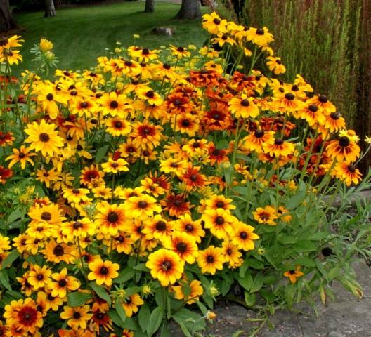 When to sow rudbeckia, photo of flowers