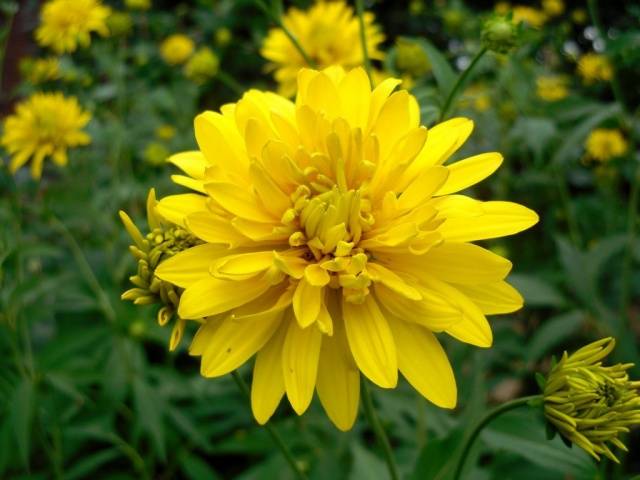 When to sow rudbeckia, photo of flowers