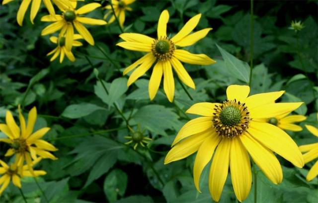 When to sow rudbeckia, photo of flowers