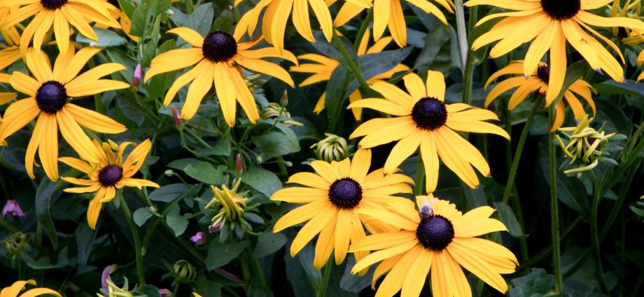 When to sow rudbeckia, photo of flowers